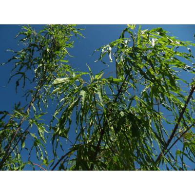 Metsävaahtera ’Paldiski’ (Acer platanoides ’Paldiski')